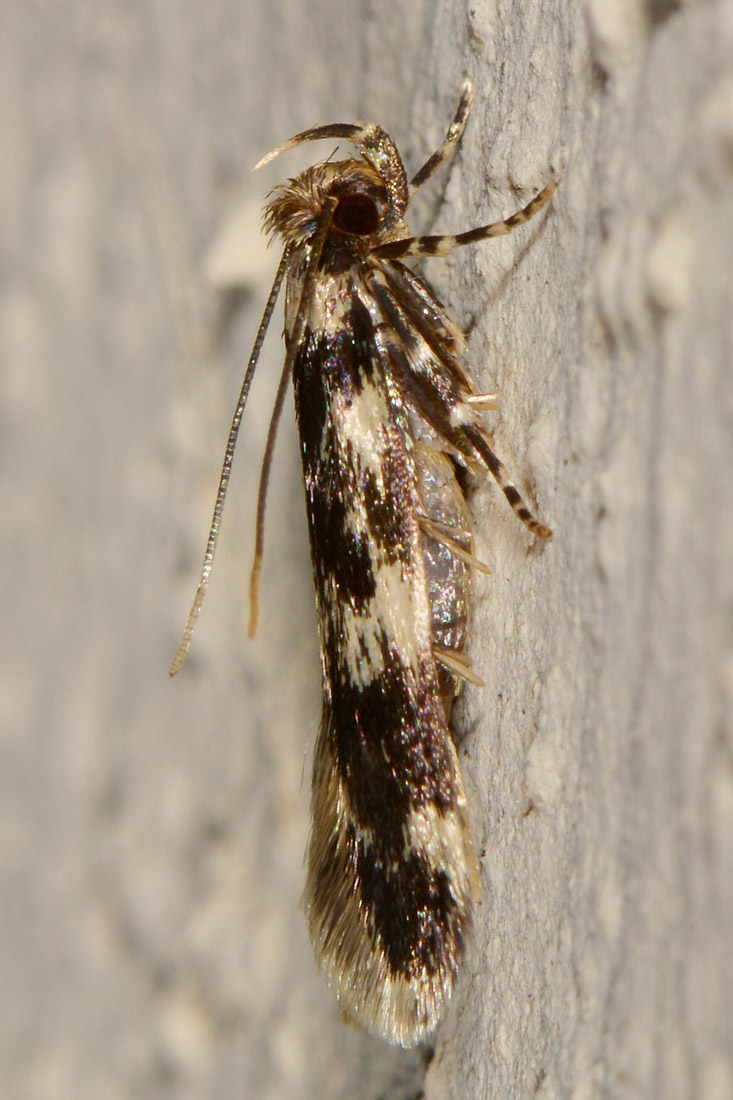 Autostichidae? S, Oegoconia quadripuncta